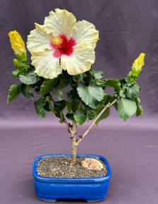 Flowering Yellow Tropical Hibiscus Bonsai Tree <br><i>(rosa sinsensis)</i>