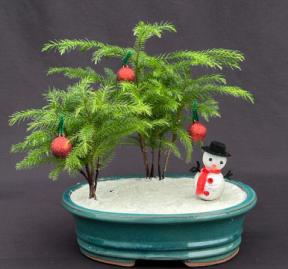 Norfolk Island Pine Bonsai Tree<br>Christmas Landscape Scene<br><i>(araucaria heterophila)</i><br>