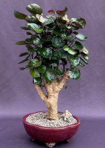 Fabian Aralia Bonsai Tree<br>(Polyscias scutellaria 'Fabian)