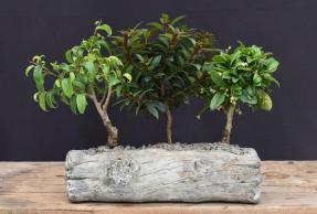 Dish Garden Three Tree Forest Group<br>In Faux Log Planter
