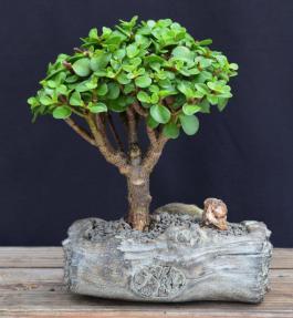 Baby Jade Bonsai Tree<br>In Faux Log Planter<br><i>(Portulacaria Afra)</i>