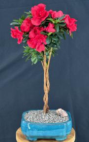 Braided Flowering Red Azalea Bonsai Tree<br>(Azalea 'Keepsake')