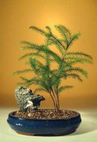 Norfolk Island Pine Bonsai Tree<br><i>(araucaria heterophila)</i>