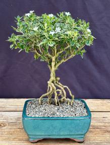 Flowering Mount Fuji Serissa Bonsai Tree<br> With Raised Roots <br><i>(serissa foetida)</i>