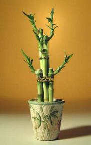 Lucky Bamboo Bonsai Tree - Large<br><i>(dracena sanderiana)</i>