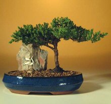 Juniper with Crane<br><i>(Juniper Procumbens 