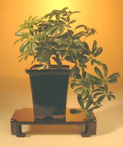 Hawaiian Umbrella Bonsai Tree - Cascade Style<br><i>(arboricola schefflera)</i>