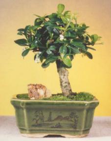 Fukien Tea Bonsai Tree - Small (carmona)