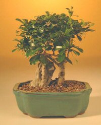 Fukien Tea Bonsai Tree - Medium (carmona)