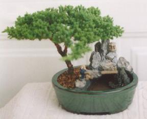 Juniper-Stone Landscape Scene<br><i>(Juniper Procumbens 