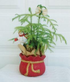 Norfolk Island Pine-Holiday Sack<b><br>Holiday Special</b><br><i>(araucaria heterophila)</i>