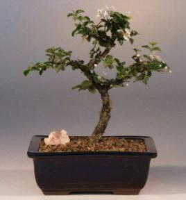 Okinawa Holly - Medium<br><i>(malphigia coccigera)</i>