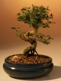 Ligustrum Bonsai Tree - Small<br><i>(Ligustrum Lucidum)</i>