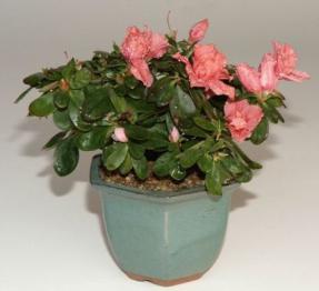 Azalea - Rhododendron Bonsai Tree<br><i>(Ericaceae)</i>