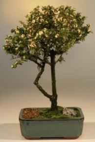 Flowering Bahama Berry Bonsai Tree<br><i>(Nashia Inaguanesis)</i>