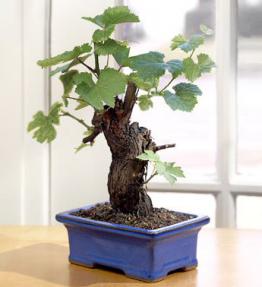 Wine Grape Bonsai-Cabernet