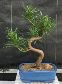 Podocarpus Bonsai Tree Flowering podocarpus macrophyllus Upright Style 
