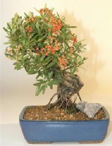 Pyracantha Firethorn - Exposed Roots<br><i>(Coccinea (Lalandii)</i>