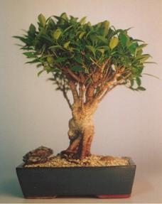 Taiwan Ficus Bonsai Tree - Extra Large<br><i>(Ficus Retusa)</i>