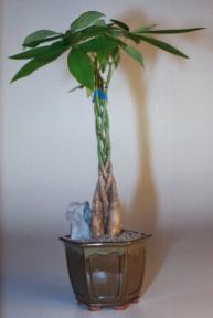 Money Bonsai Tree - Large<br><i>(Pachira Aquatica)</i>