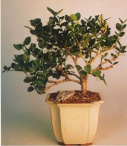 Flowering Plum Bonsai Tree - Large<br><i>(Carissa Macrocarpa)</i>