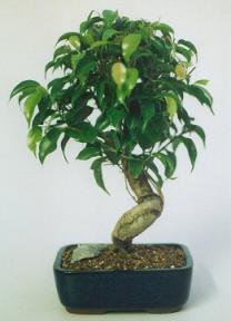 Ficus Twist - Curved Trunk<br><i>(Ficus Compacta)</i>
