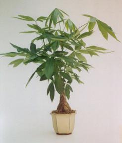Money Bonsai Tree - Extra Large<br><i>(Pachira Aquatica)</i>