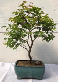 Flowering Jaboticaba Bonsai Tree - Medium <br><i>(eugenia caulifora)</i>