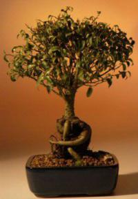 Ficus Bonsai Tree Too Little- Exposed Roots - Large<br><i>(ficus benjamina too little)</i>