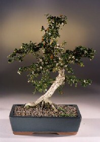 Fukien Tea Bonsai Tree - Large<br><i>(ehretia microphylla)</i>