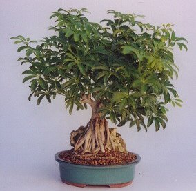 Hawaiian Umbrella Bonsai Tree Roots Growing Over Rock - Extra Large <br><i>(Arboricola Schefflera)</i>