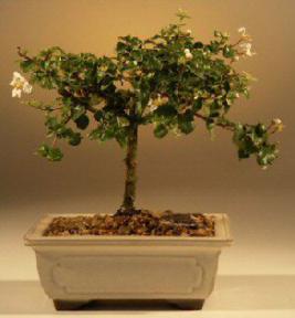Okinawa Holly  Bonsai Tree - Medium<br><i>(malphigia coccigera )</i>
