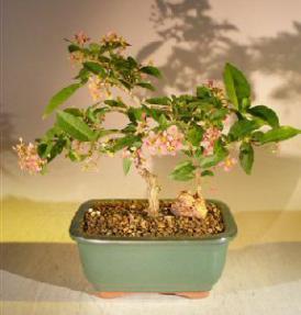 Flowering Dwarf Weeping Barbados Cherry Bonsai Tree - Medium<br><i>(Malpighia Pendiculata)</i>