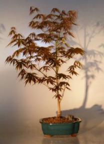 Japanese Red Maple Bonsai Tree - Large<br><i>(acer palmatum 