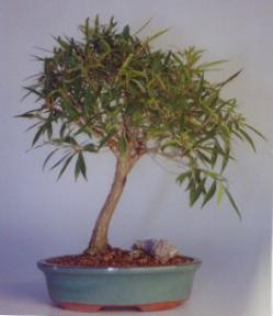 Willow Leaf Ficus Bonsai Tree -Large<br><i>(ficus nerifolia/salicafolia)</i>