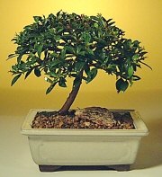 Flowering Brush Cherry Bonsai Tree -  Small <br><i>(eugenia myrtifolia)</i>