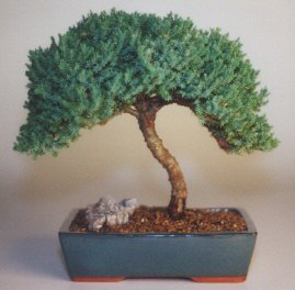 Juniper Bonsai Tree - Large 14