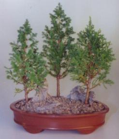 Eastern White Cedar Bonsai Tree - 3 Tree Group<br><i>(Chamecyparis Thoides Andelensis 