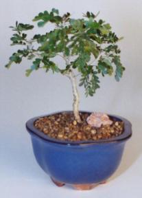 Texas Ebony - Small<br><i>(Pithecolobium Flexicaule)</i>