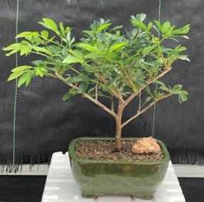 Flowering Dwarf Red Powder Puff Bonsai Tree - Medium <br><i>(calliandra schultzei 'rose cascade')</i>