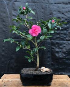 Flowering Camellia Bonsai Tree<br><i>(Camellia japonica)</i>