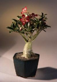 Desert Rose Bonsai Tree - Large<br><i>(adenium obesum)</i>
