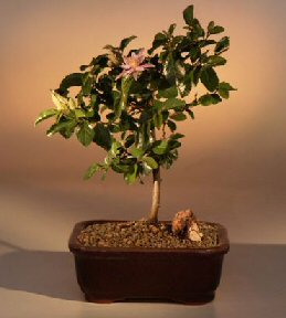 Flowering Lavender Star Flower Bonsai Tree - Medium<br><i>(Grewia Occidentalis)</i>