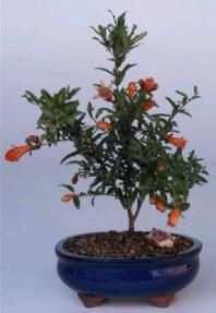 Flowering & Fruiting  Dwarf Pomegranate - Small<br><i>(Punica Granatum 'nana')</i>