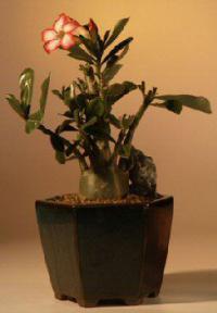 Desert Rose Bonsai Tree - Large<br><i>(Adenium Obesum)</i>