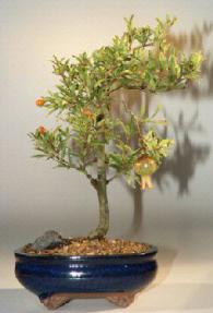 Flowering & Fruiting Dwarf Pomegranate Bonsai Tree<br> - Medium<br><i>(Punica Granatum)</i>