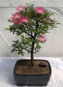 Flowering Powder Puff Bonsai Tree - Large <br><i>(Calliandra Haematocephala)</i>