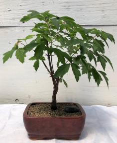 Paperbark Maple Bonsai Tree <br><i>(acer griseum)</i>