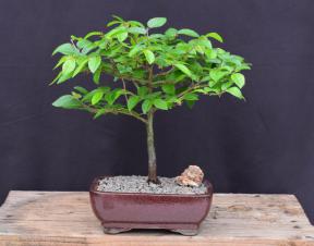 Korean Hornbeam Bonsai Tree <br><i>(carpinus coreana)</i>