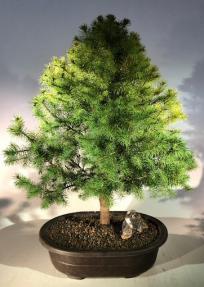 Alberta Spruce Bonsai Tree - Large<br><i>(Picea Glauca Conica)</i>